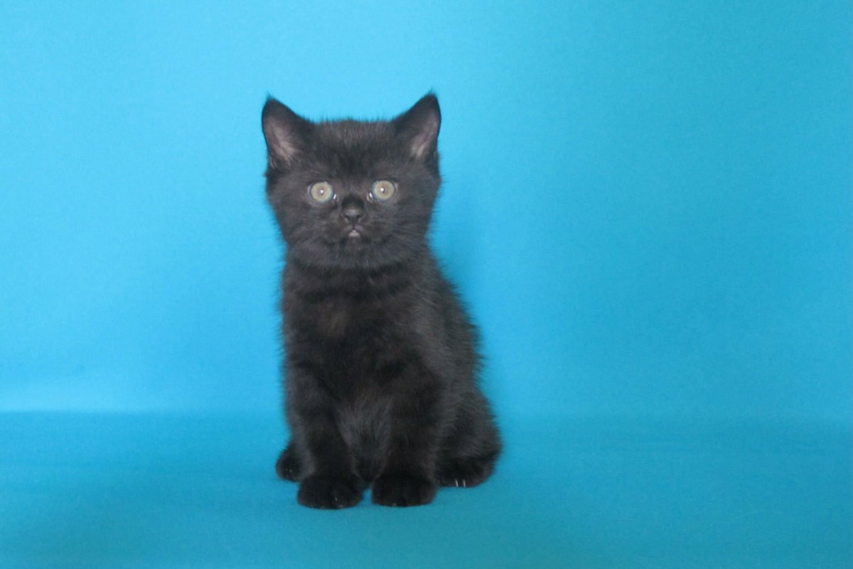 Британские короткошерстные котята черные