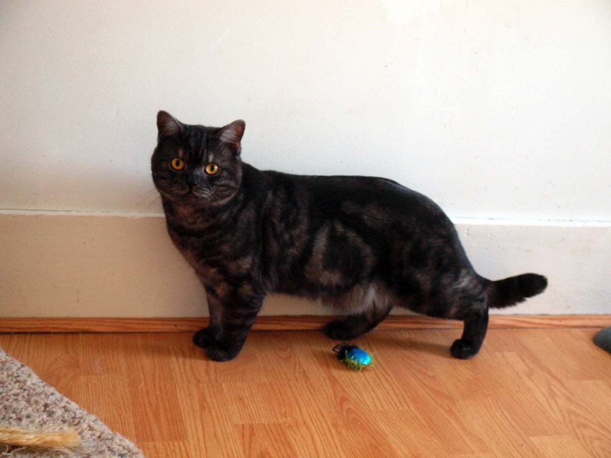 Британец табби, чёрный дым