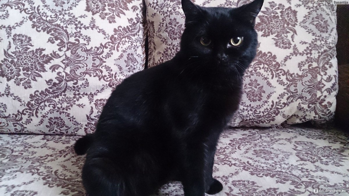 Шотландский скоттиш страйт черный