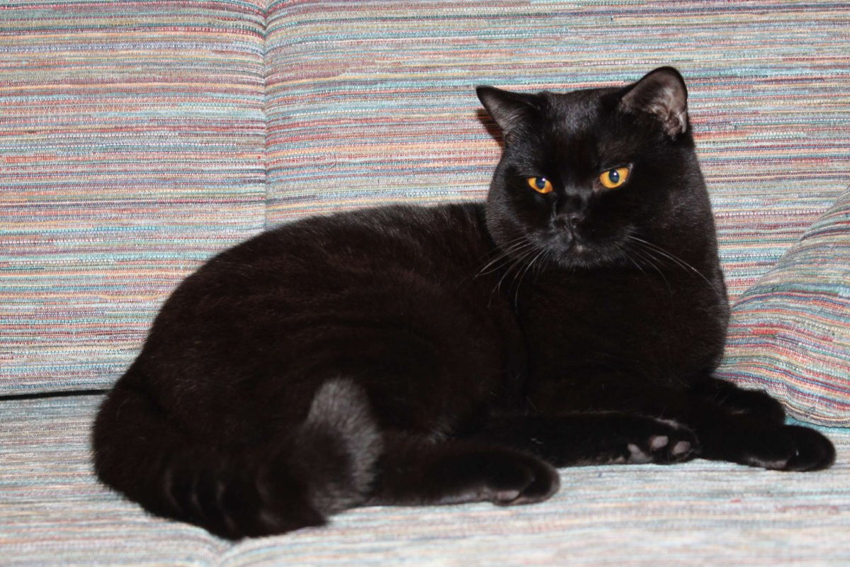 Черный британец