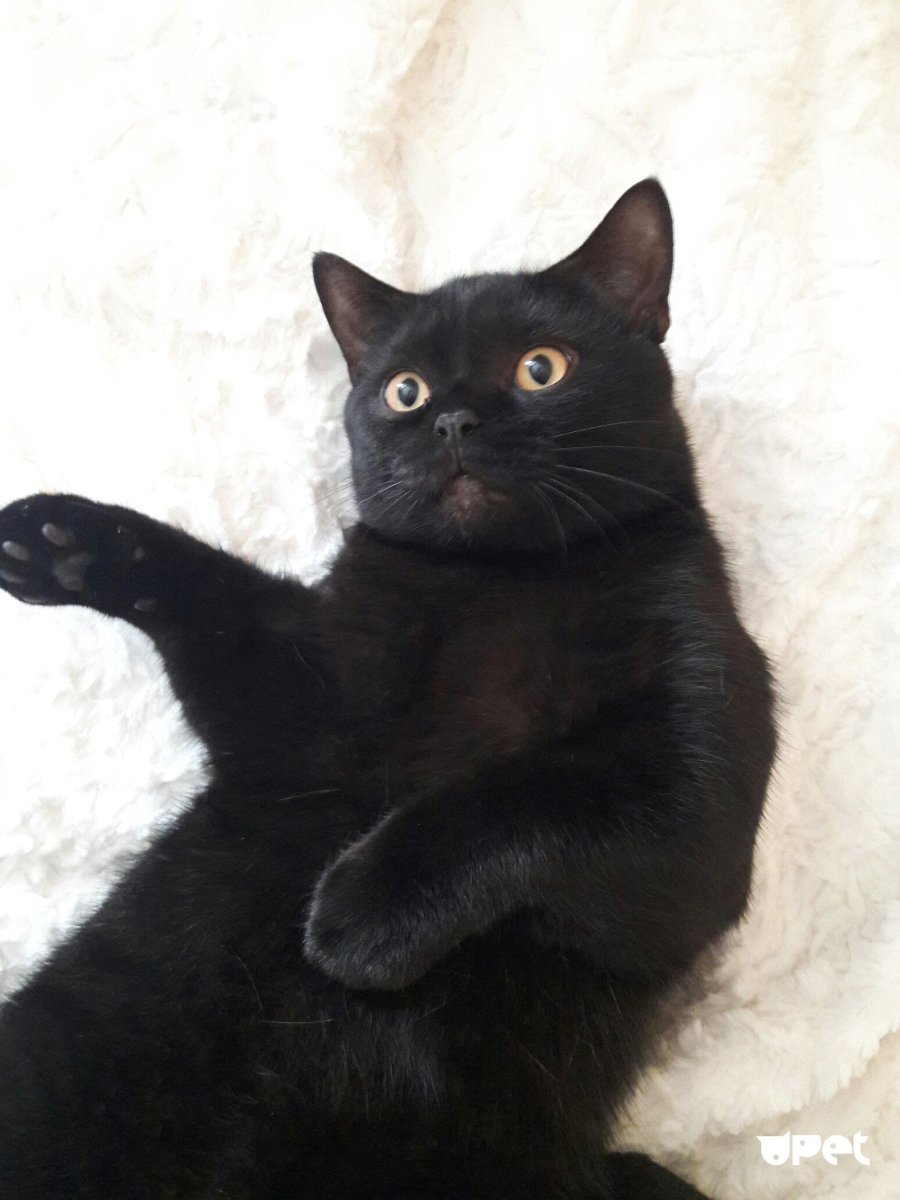 Шотландский скоттиш страйт черный