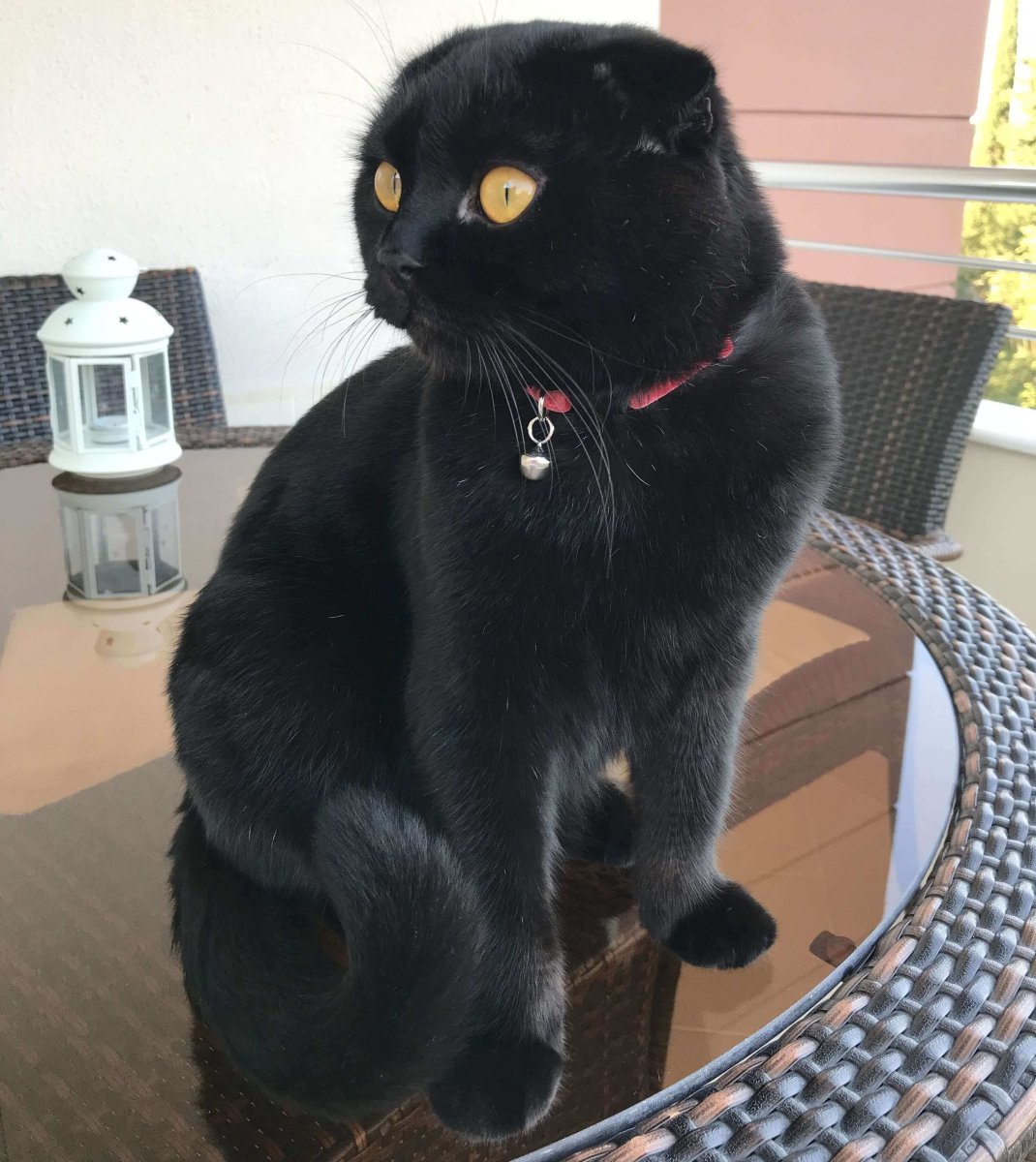 Шотландский вислоухий кот черный