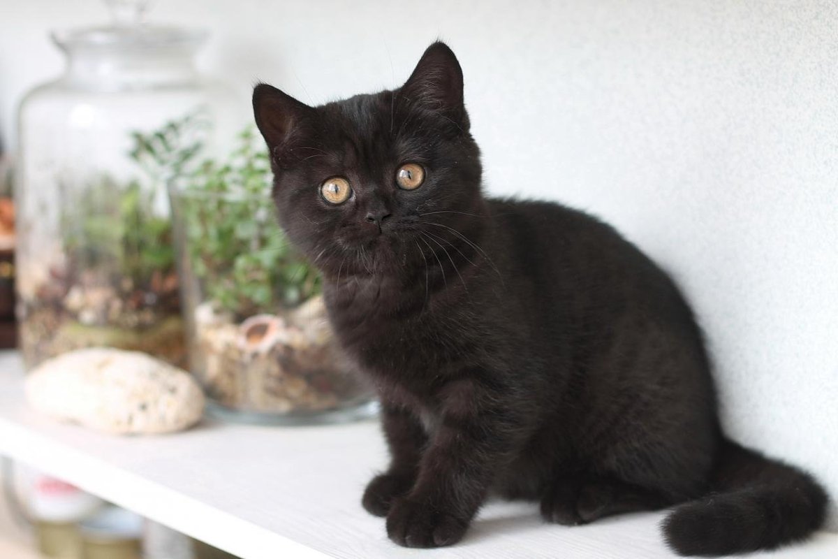 Кот британец черный прямоухий