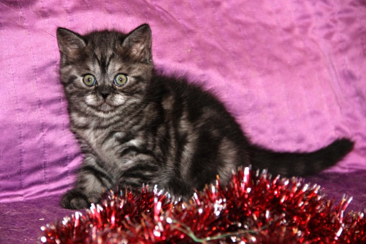 Шотландские котята скоттиш страйт черные