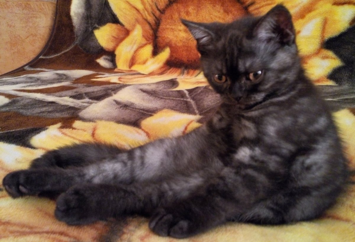 Шотландский кот прямоухий черепаховый