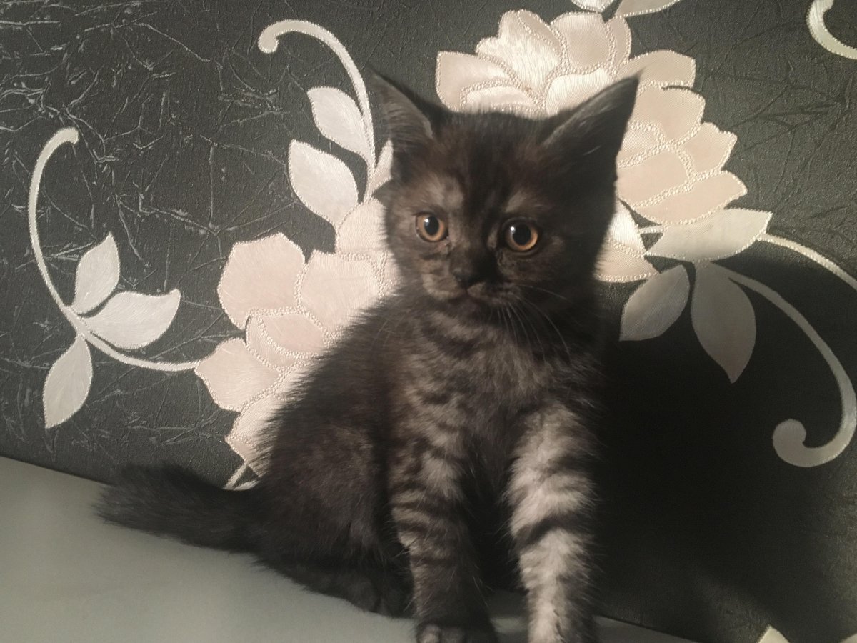 Шотландские котята прямоухие черные