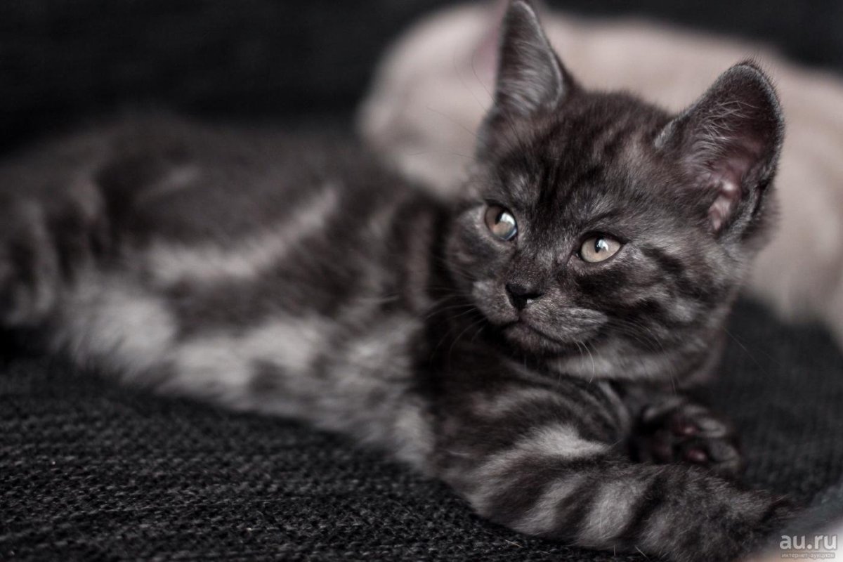 Шотландские котята черный дым