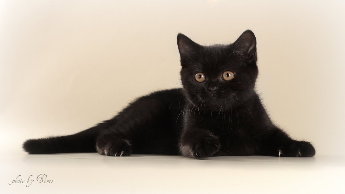 Британская скоттиш страйт черный дым