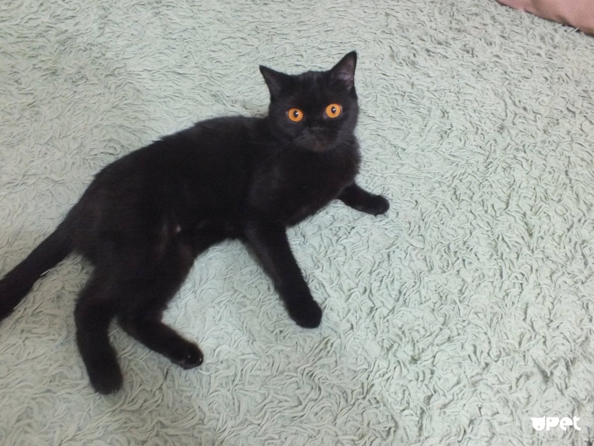 Шотландец черный прямоухий осенью