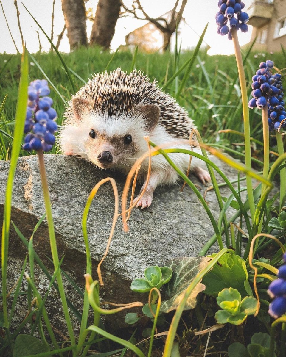 Ежи альбиносы