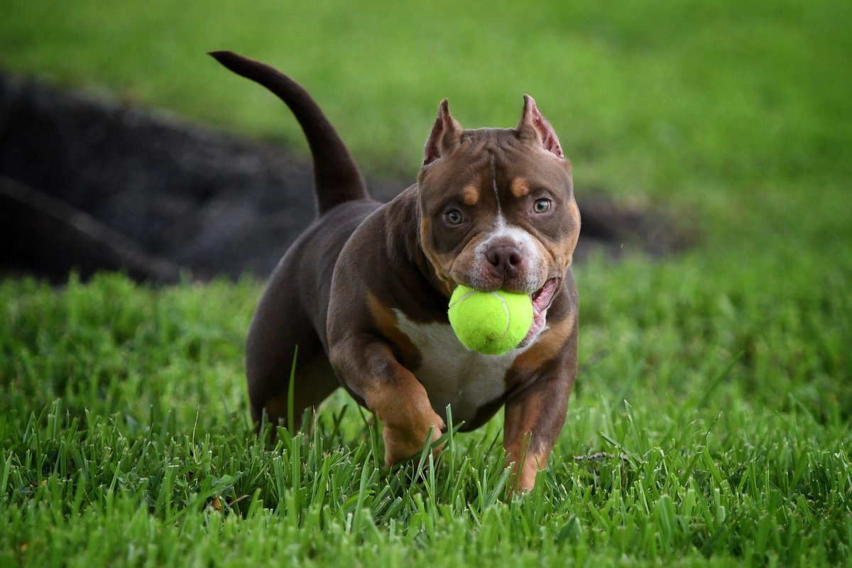 Американский булли шоколадный Триколор