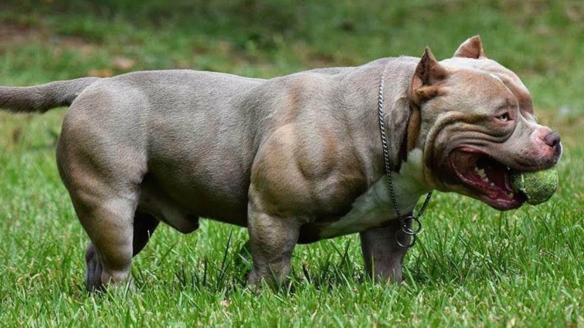 Американский булли