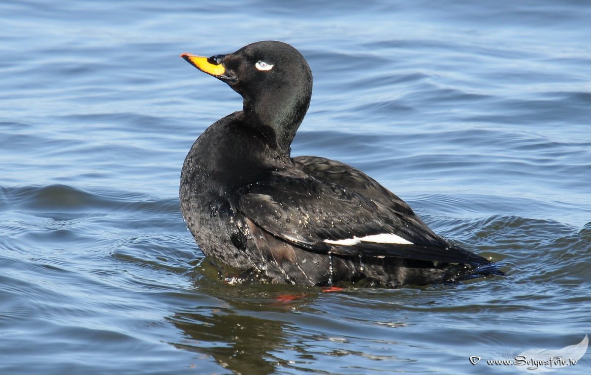 Турпан Огарь