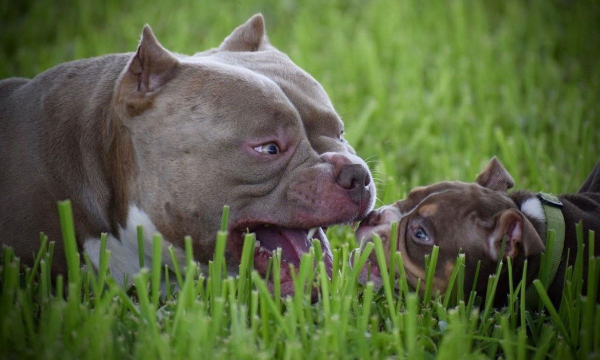 Американский булли и питбуль