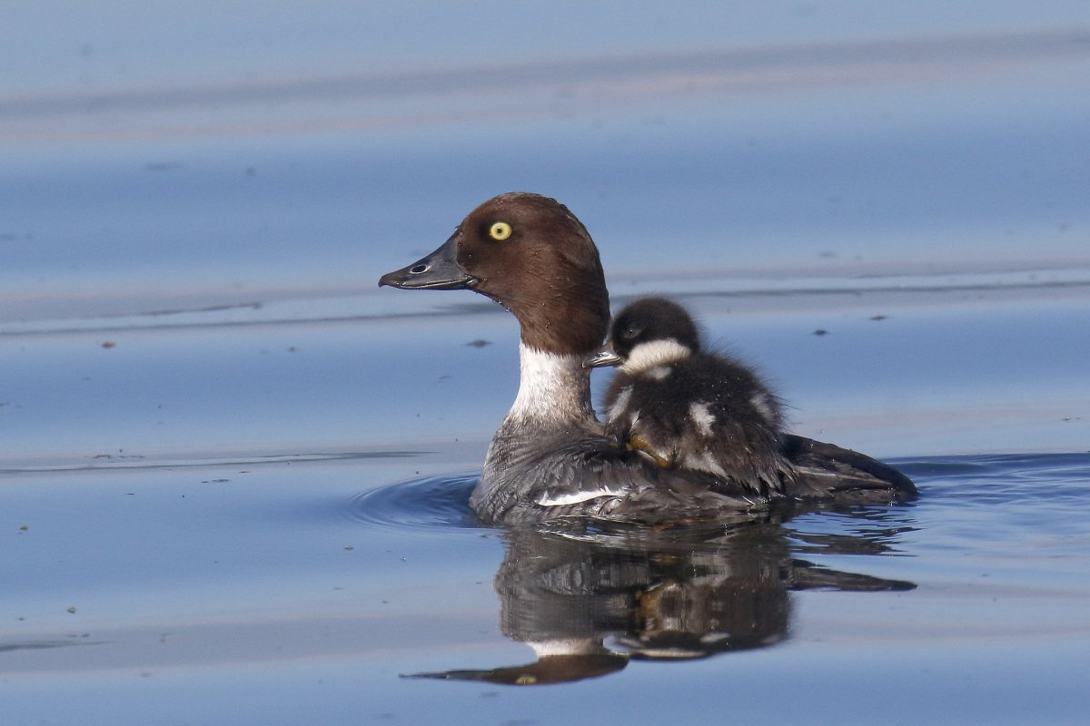 Черная кряква