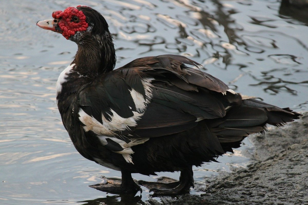 Черная утка