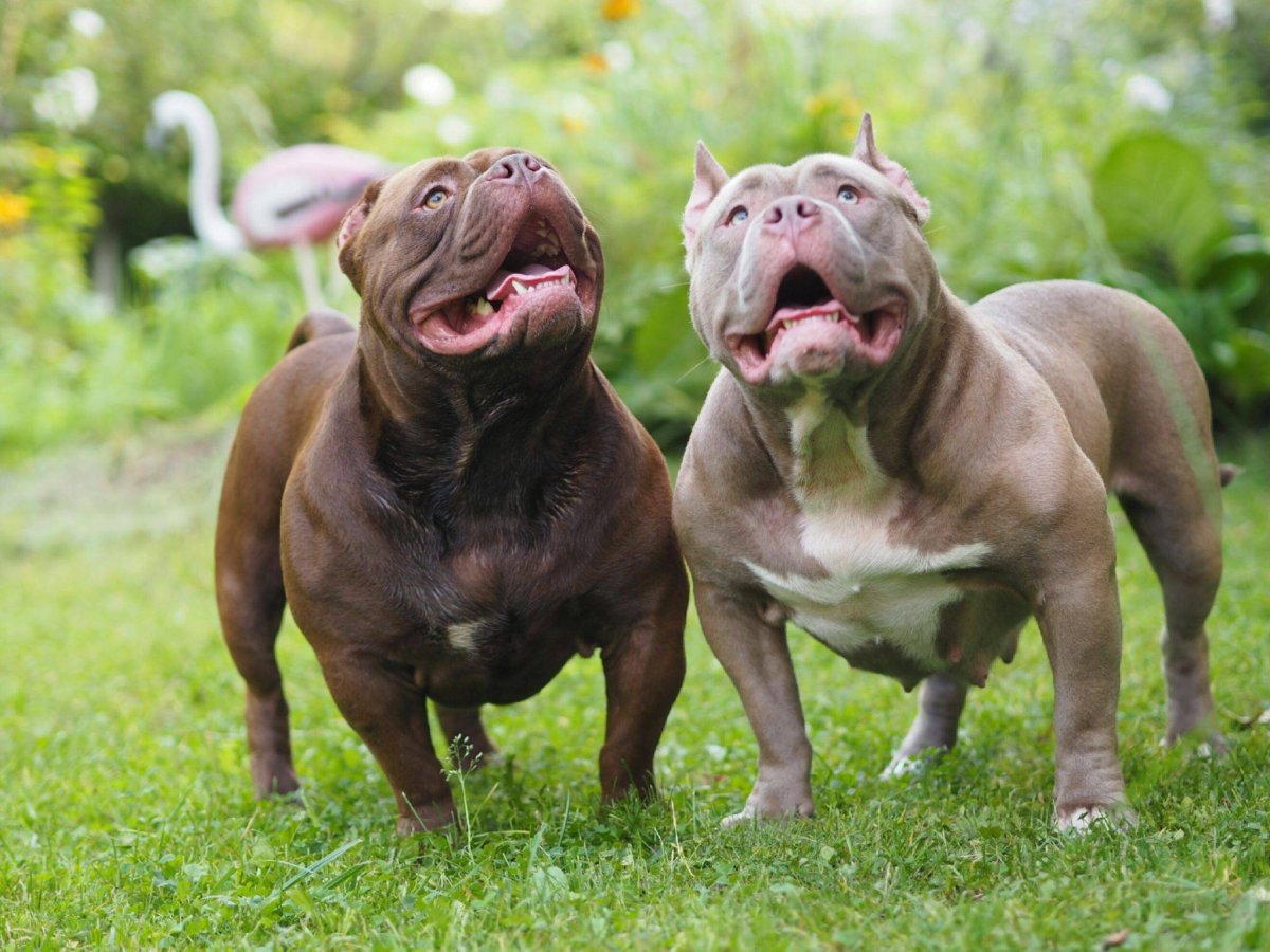 Американский булли