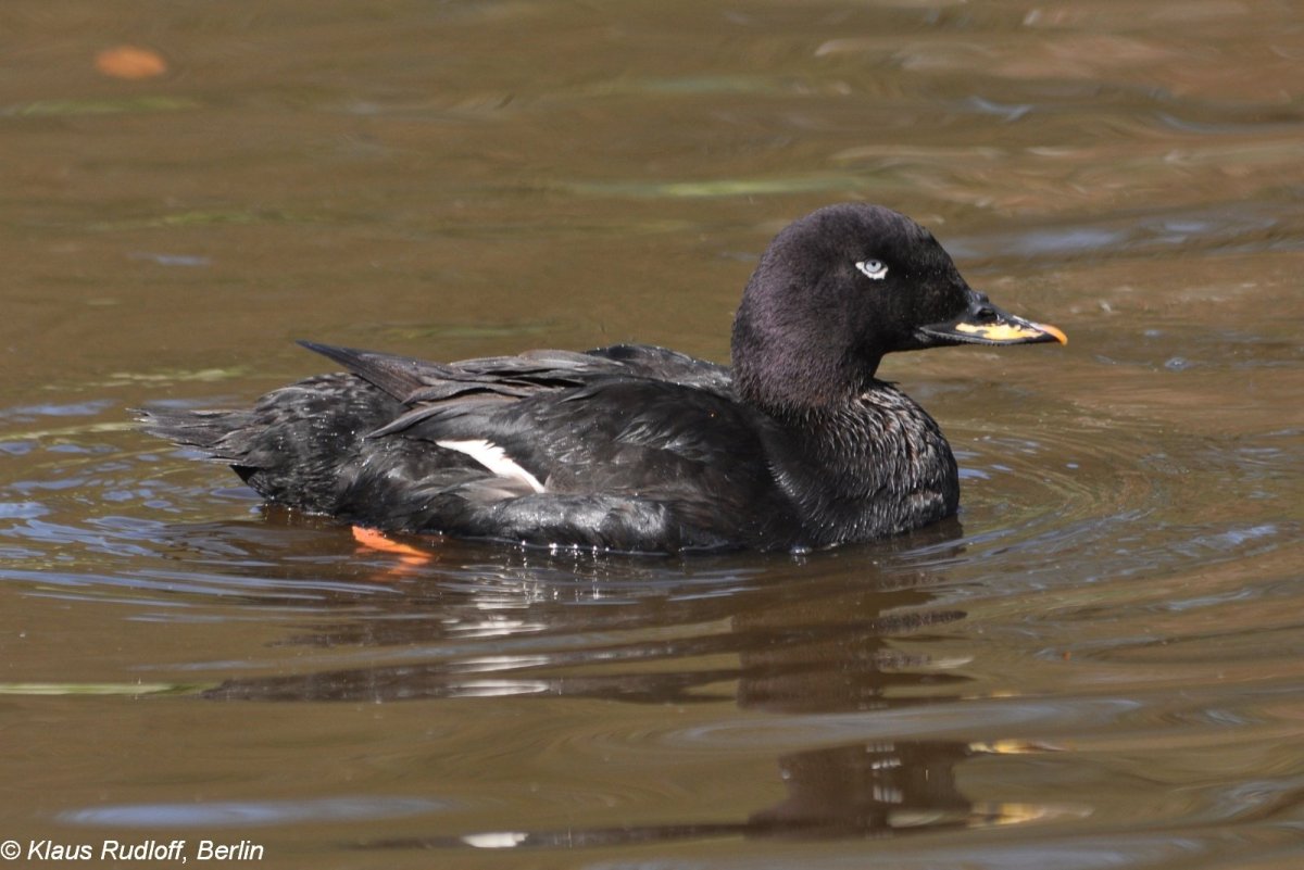 Дикие утки кряквы