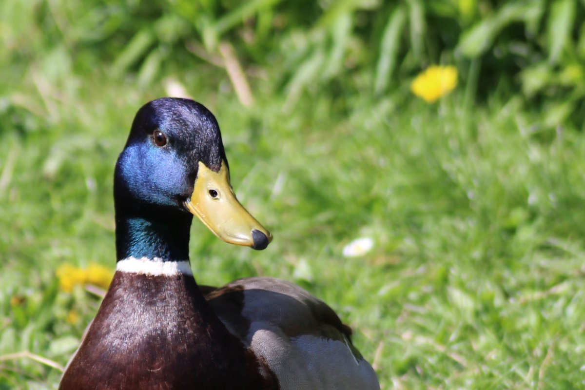 Турпан краснокнижный