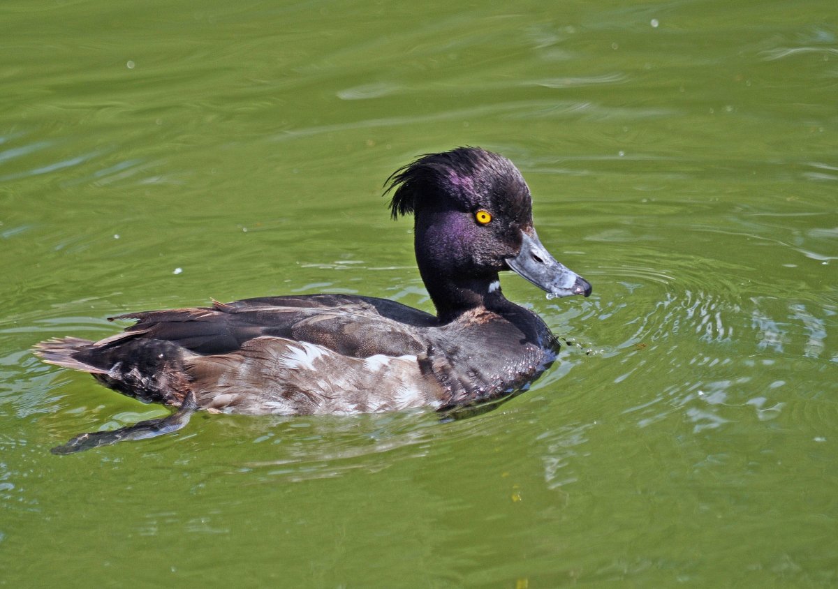 Черноклювая гагара