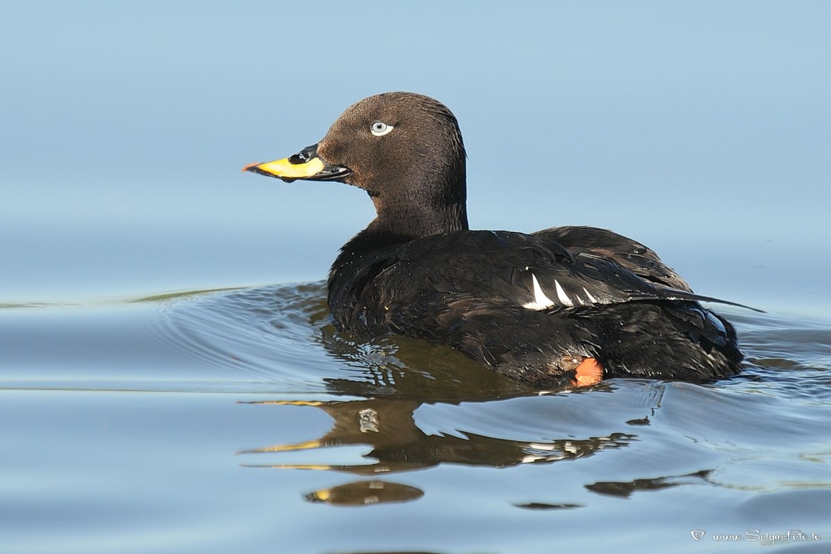 Турпан (Melanitta Fusca)