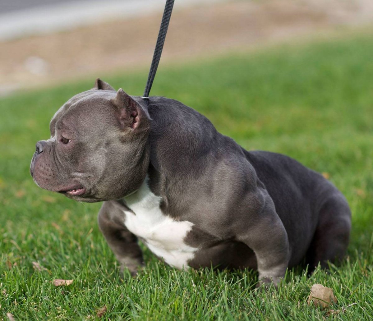 Американский булли экзот