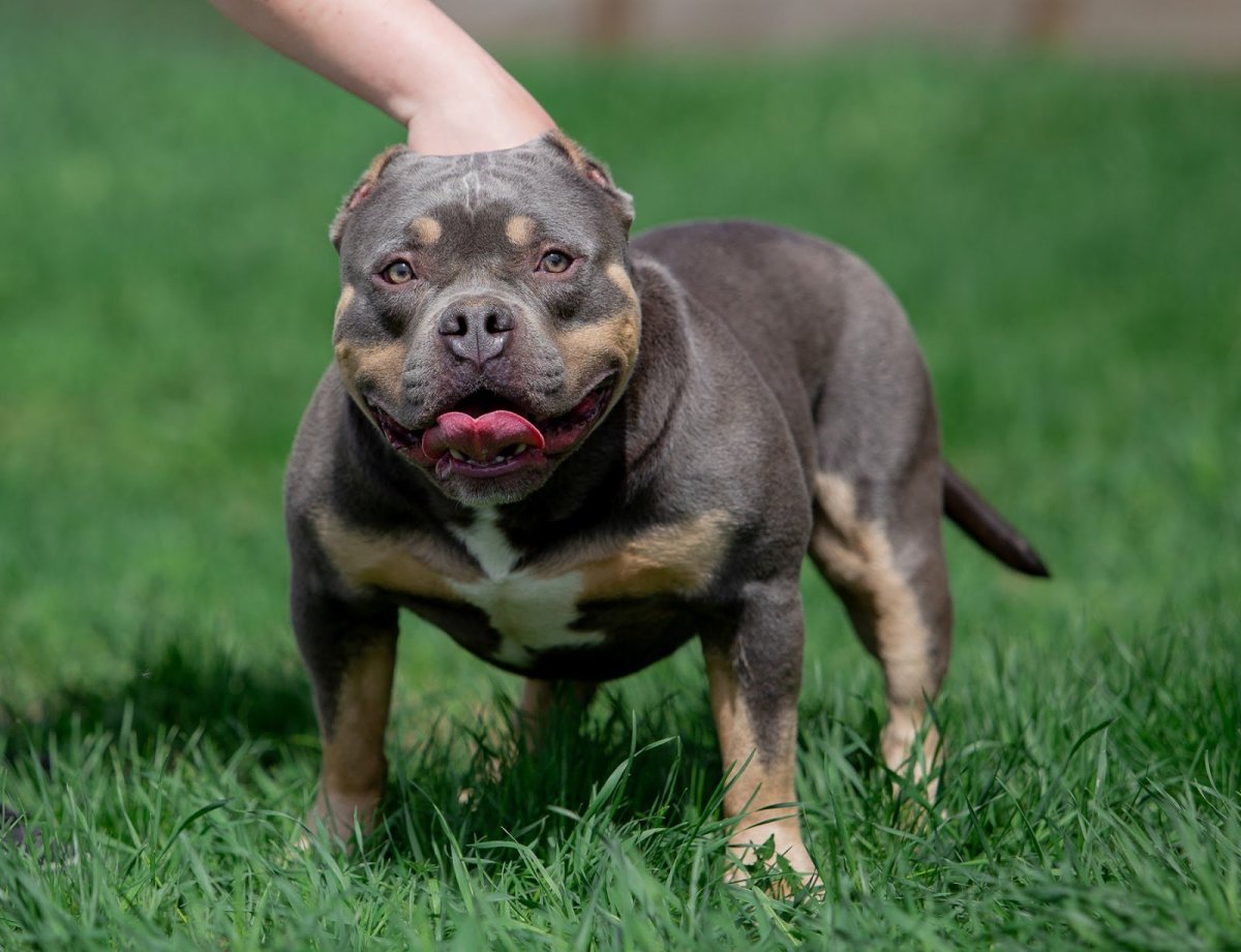 Порода собак американский булли