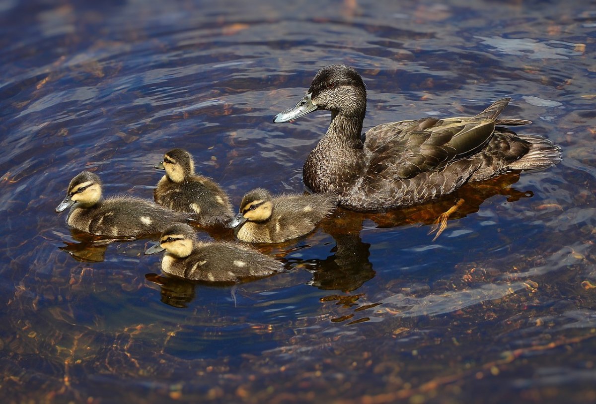 Чернеть хохлатая утка