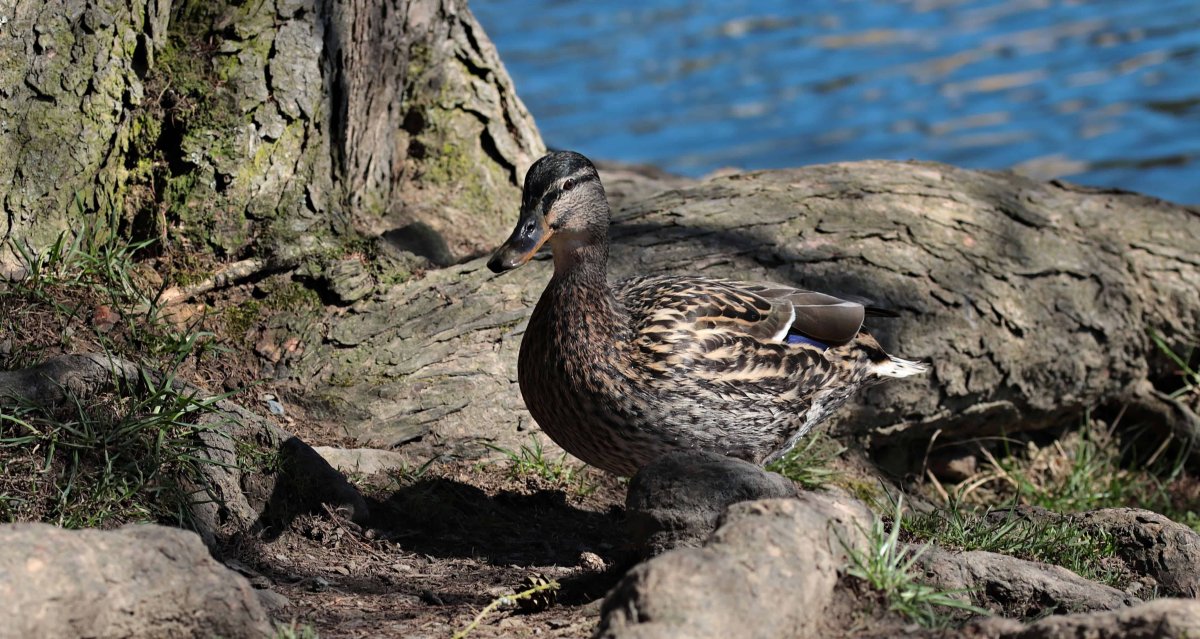 Чёрная кряква селезень
