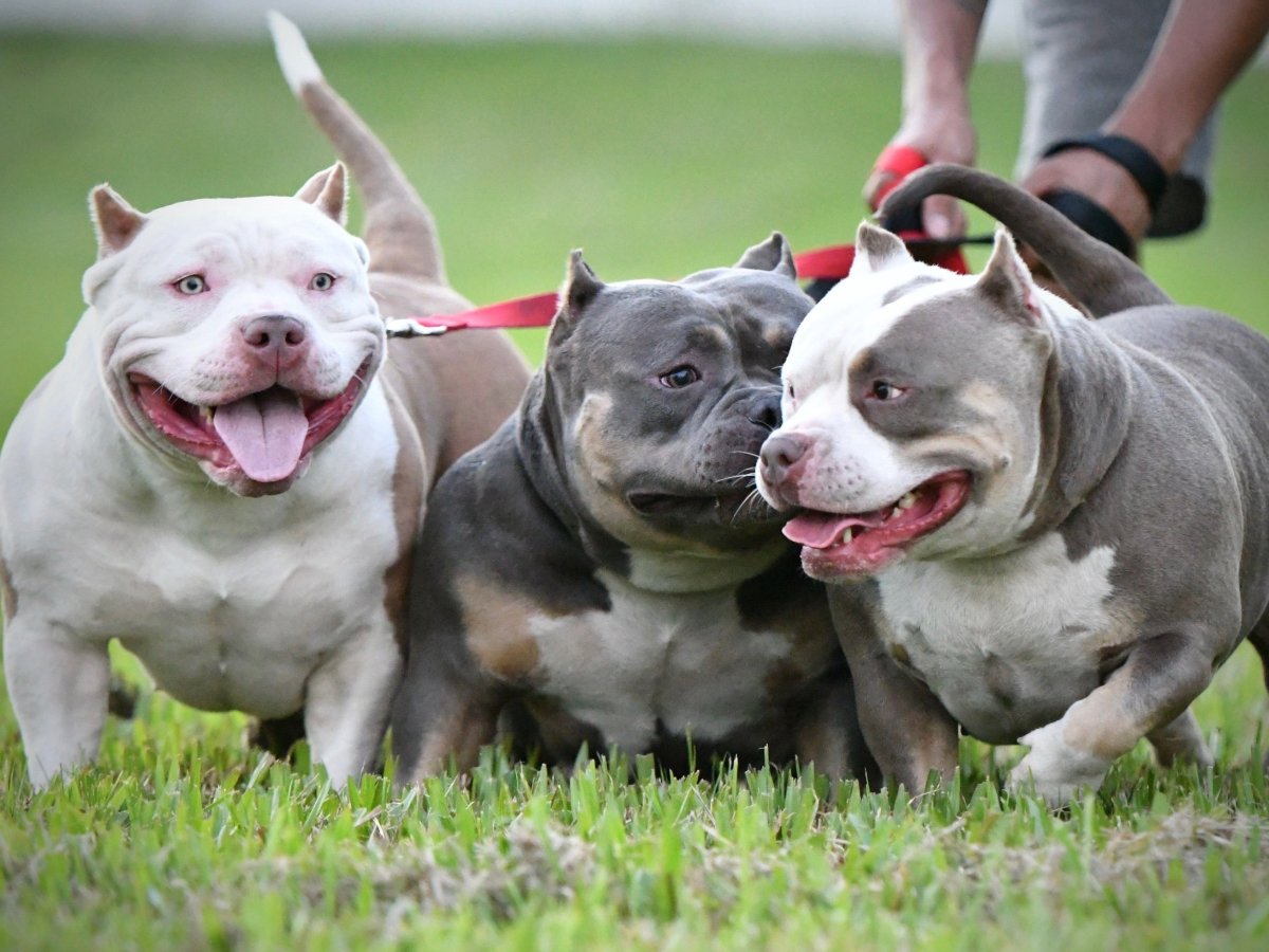 Американский булли экстрим