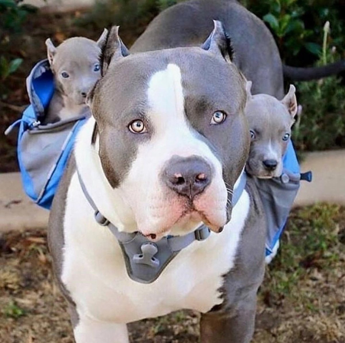 Американский стаффордширский терьер голубой