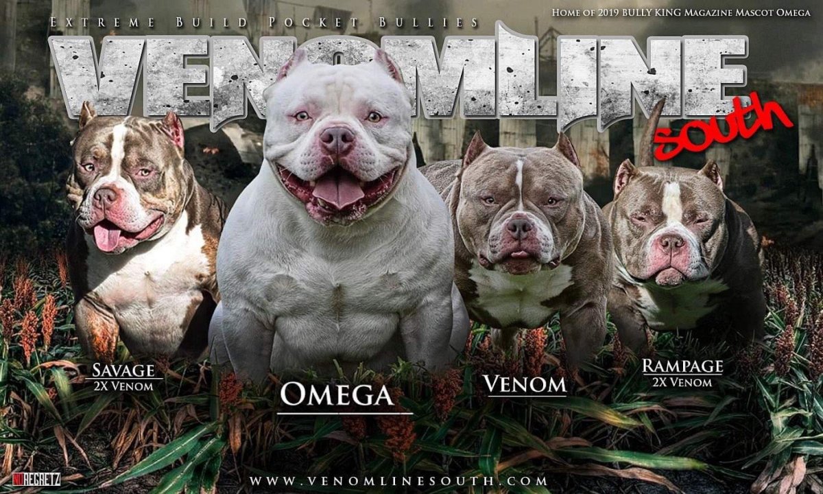 Американский булли покет обои