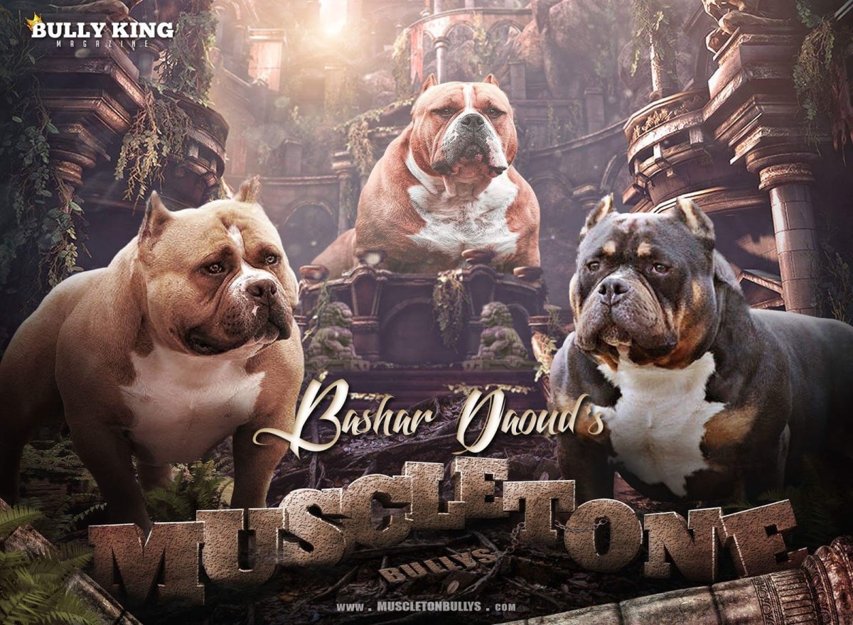 Американский булли презентация