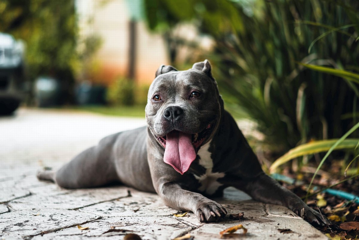 Американский питбультерьер