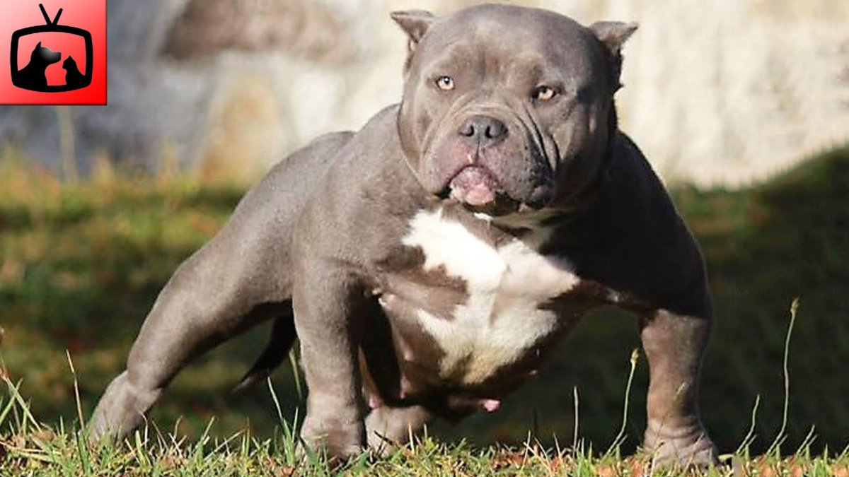 Американский булли серый