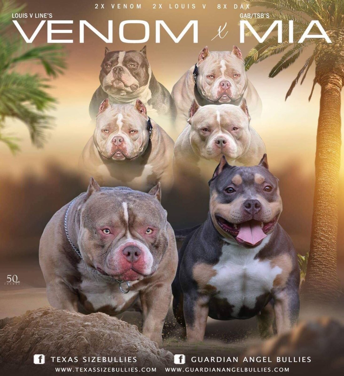 Американский булли покет Экзотик как выглядит