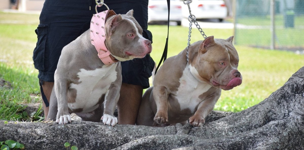 Американский булли Дакс