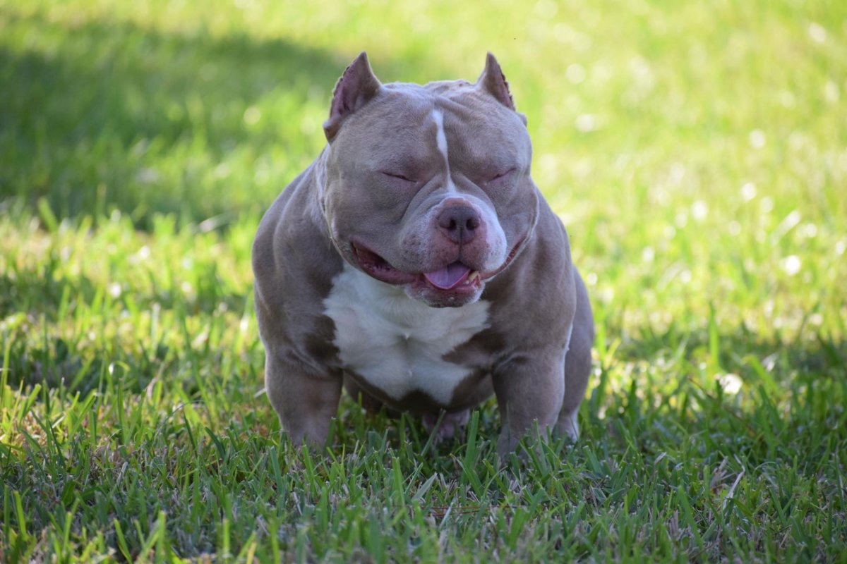 Американский булли микро