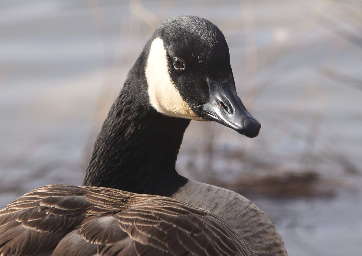 Североамериканская кряква
