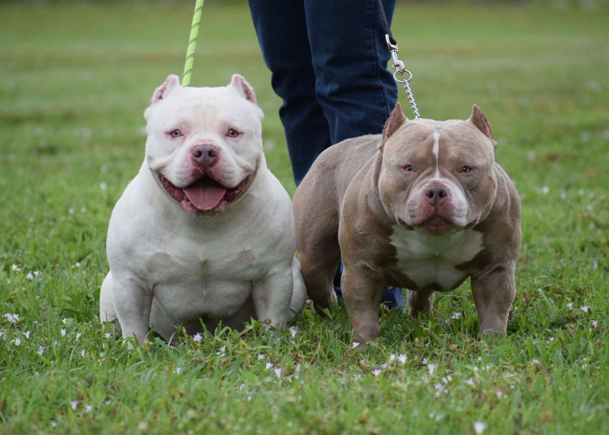 Американский булли покет