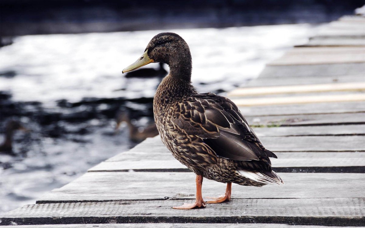 Большие утки