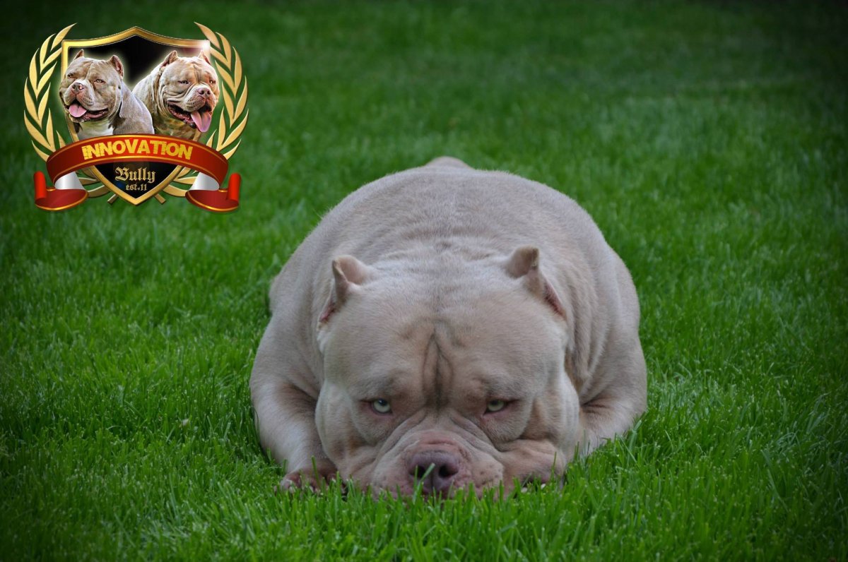 Булли Экзотик собака