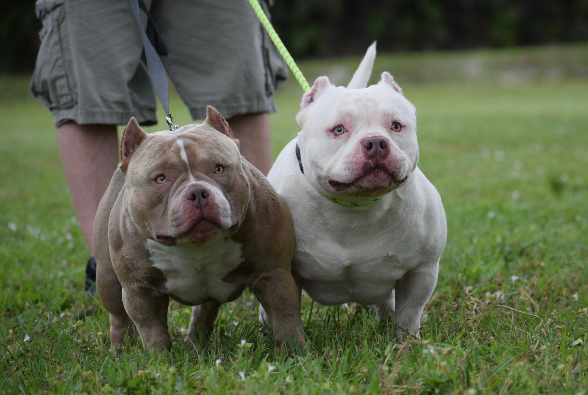 Американский булли компакт