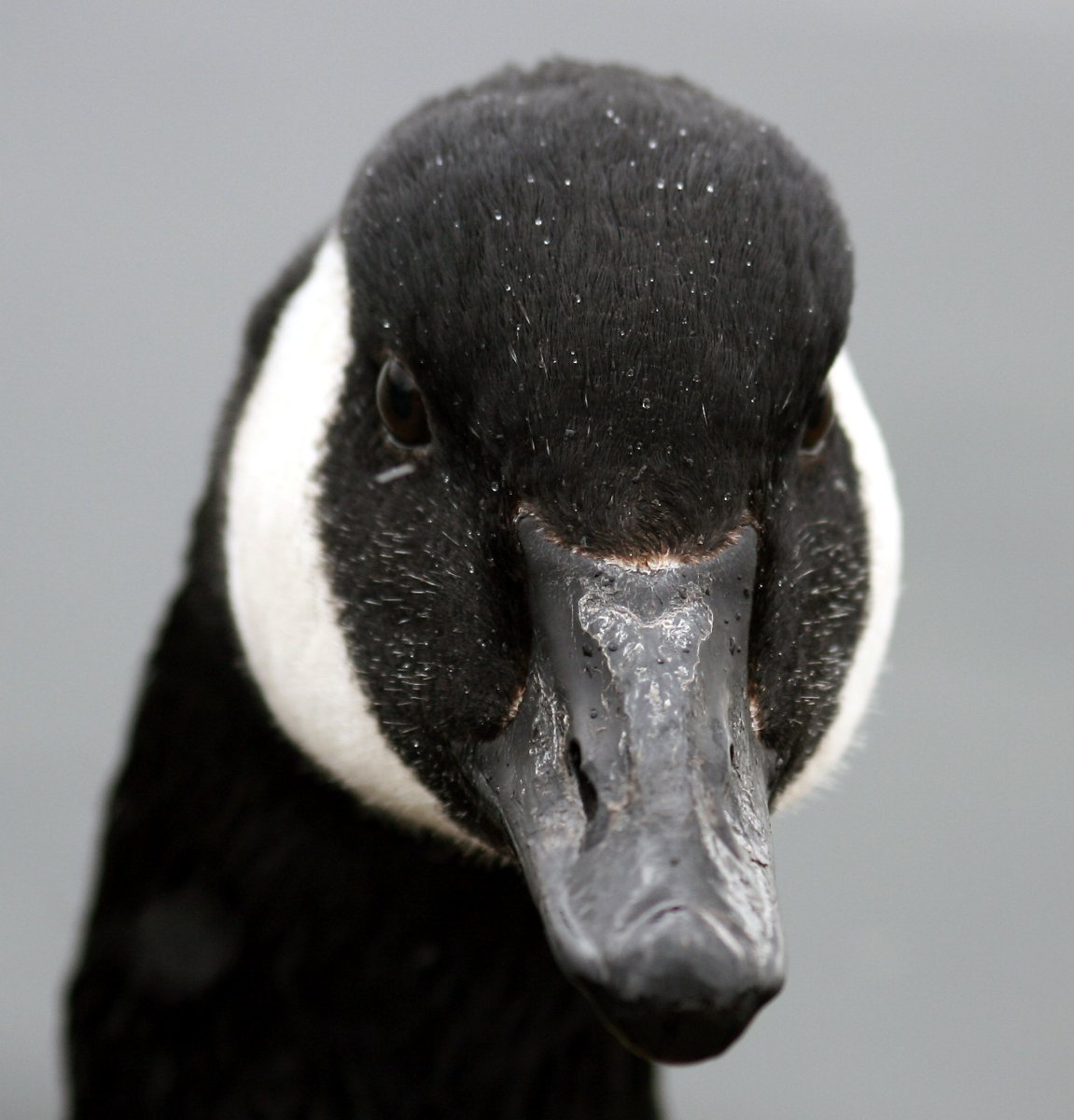 Уточки на озере