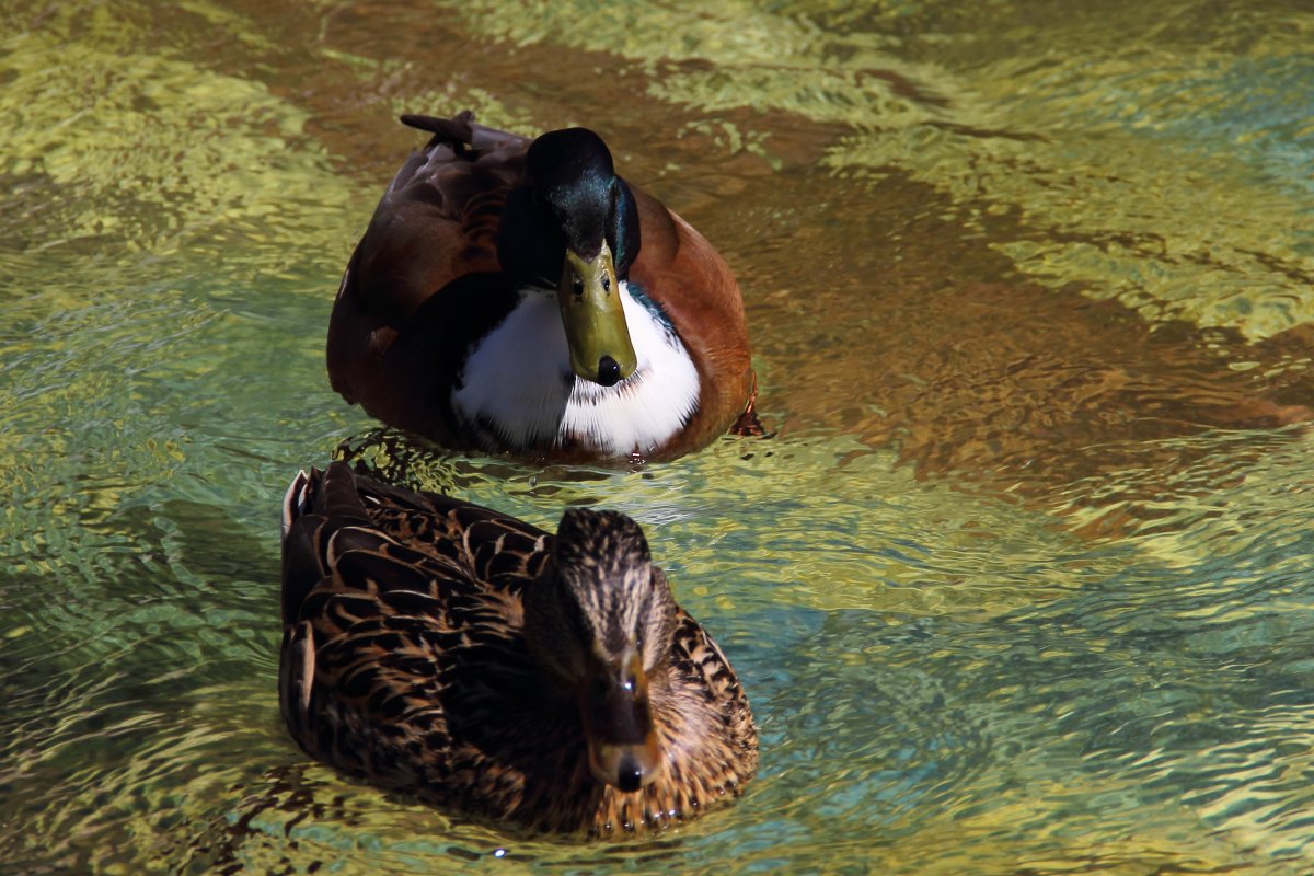 Лапы казарки