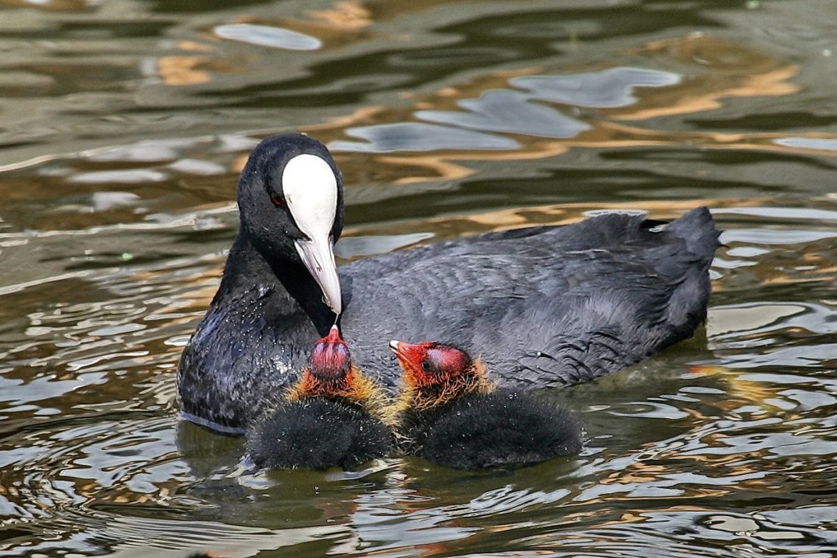 Утка кряква птенцы