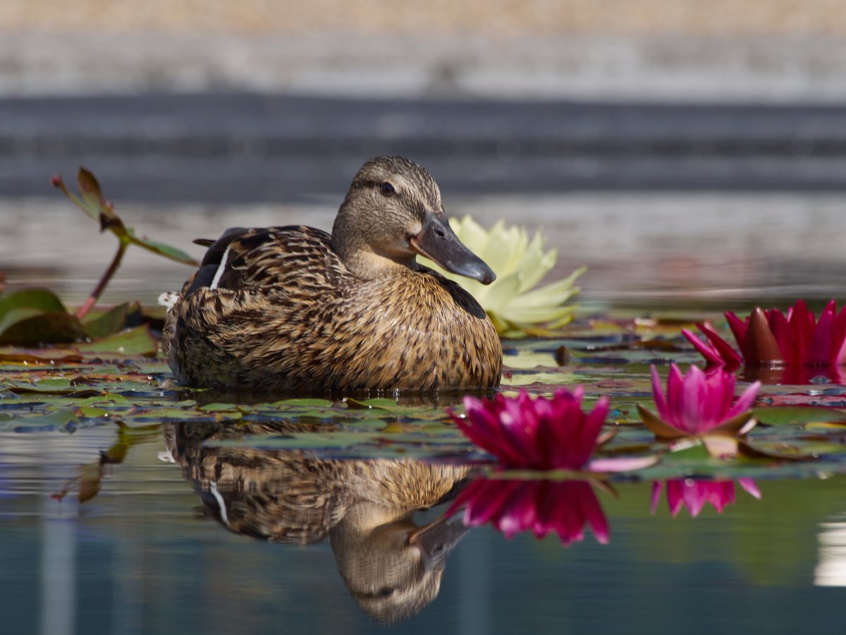Чернеть хохлатая утка