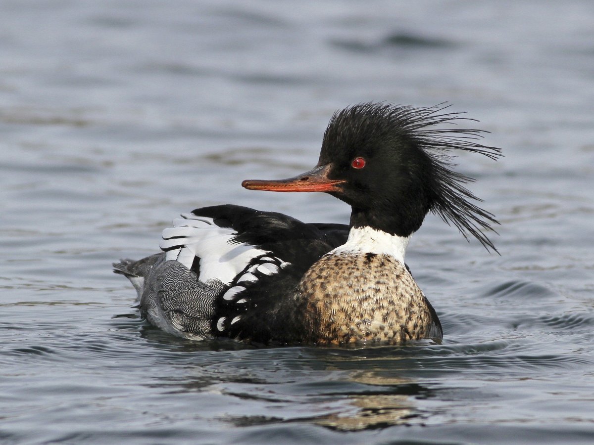 Черная кряква