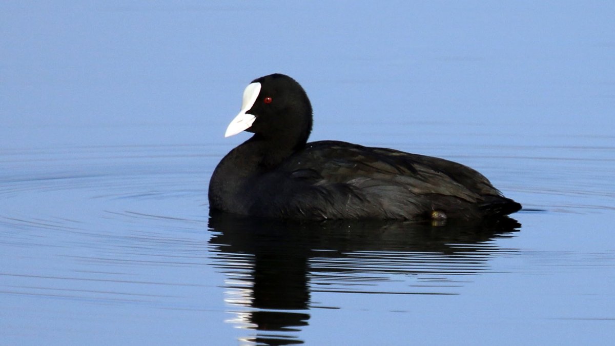 Черный Гусь