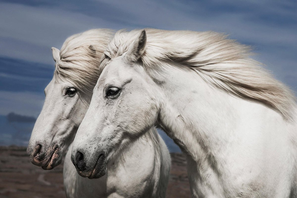 Белые Дикие кони